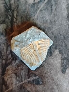 Ancient Marine Life Fossil Trilobite  on Gray Matrix Sea Rock